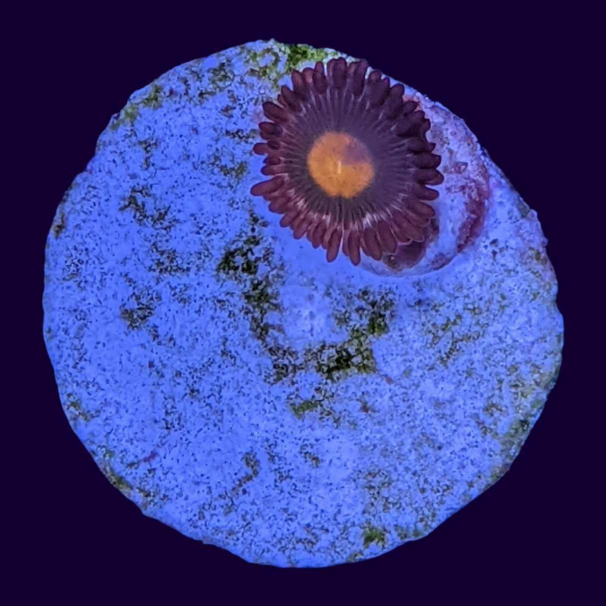 Orange Spot Zoa Frag