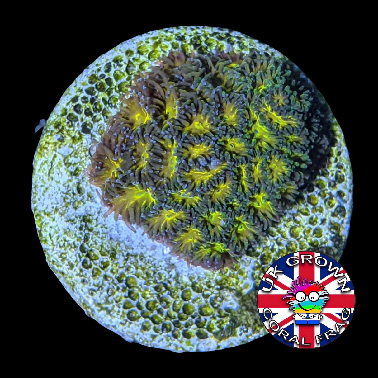 Orange Leptastrea Frag (UK Grown)