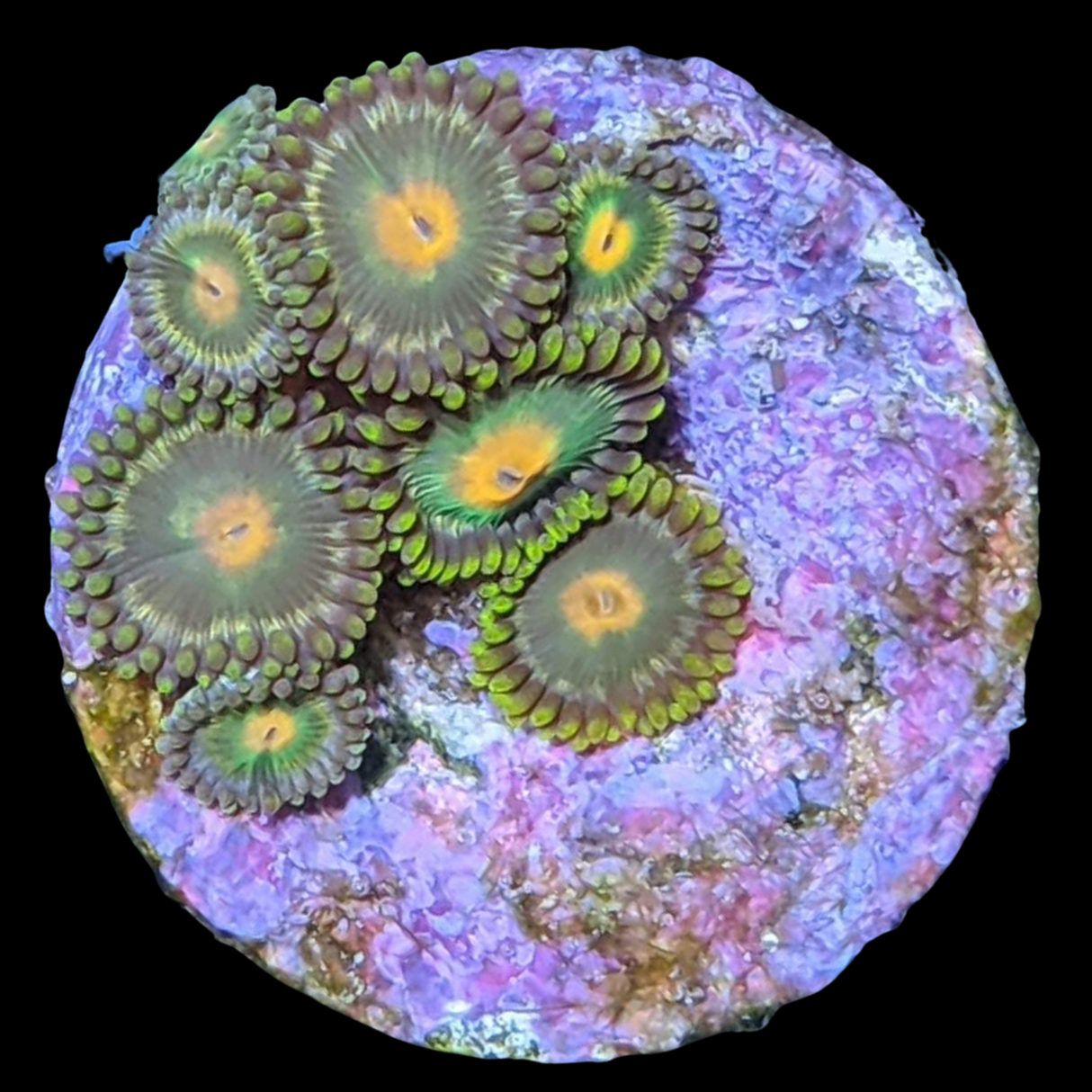 John Deere Zoa Frag