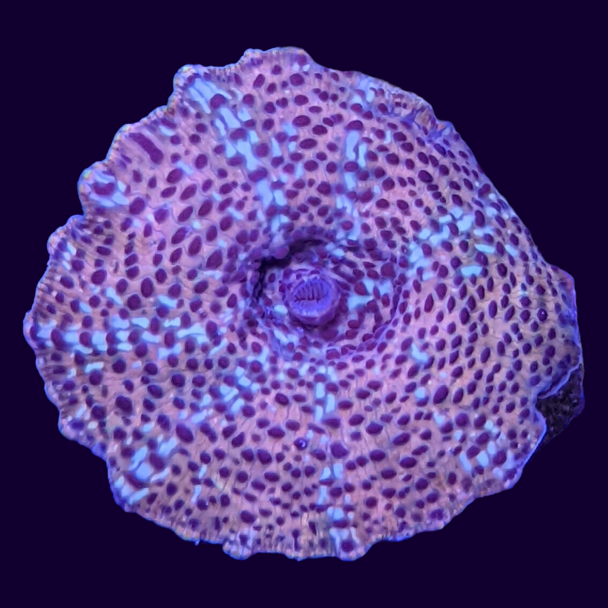 Passionfruit Mushroom