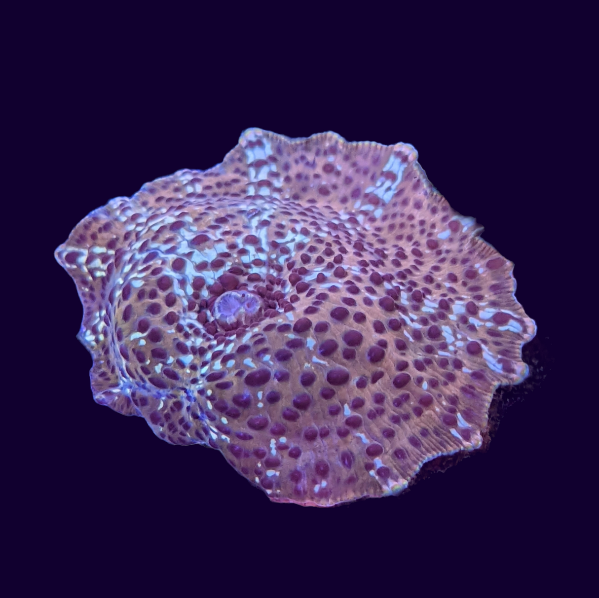 Passionfruit Mushroom