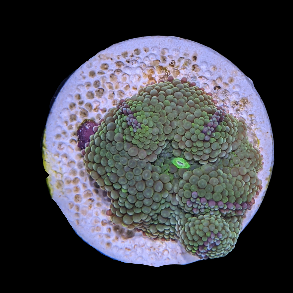 Green Ricordea Florida