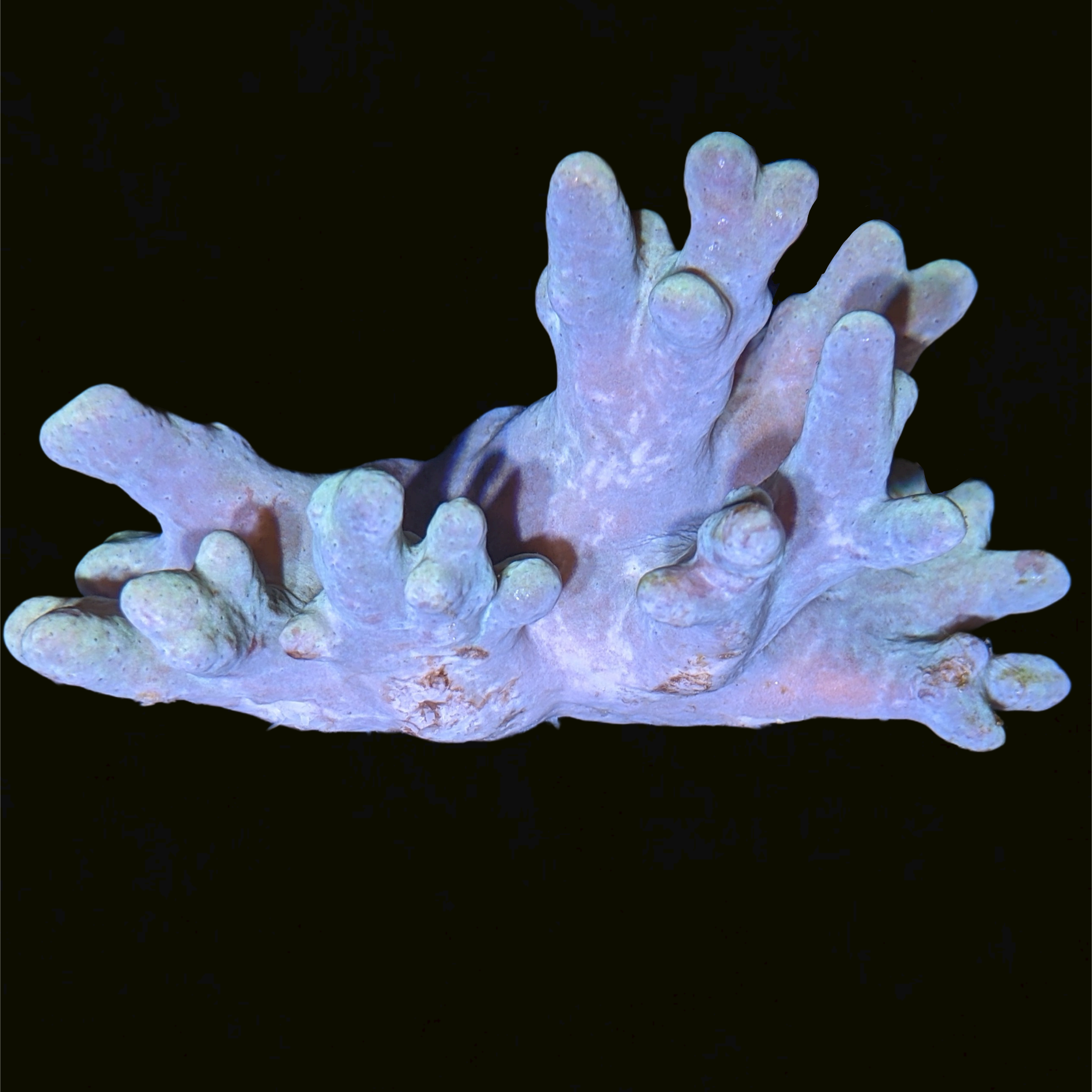 Aqua Sinularia