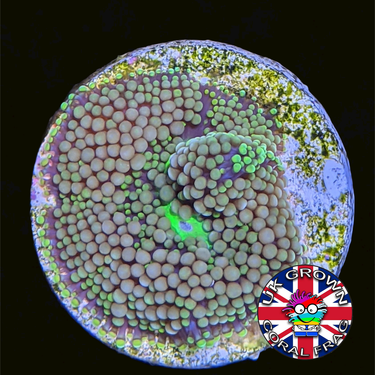 Orange / Green Ricordea Florida (UK Grown)