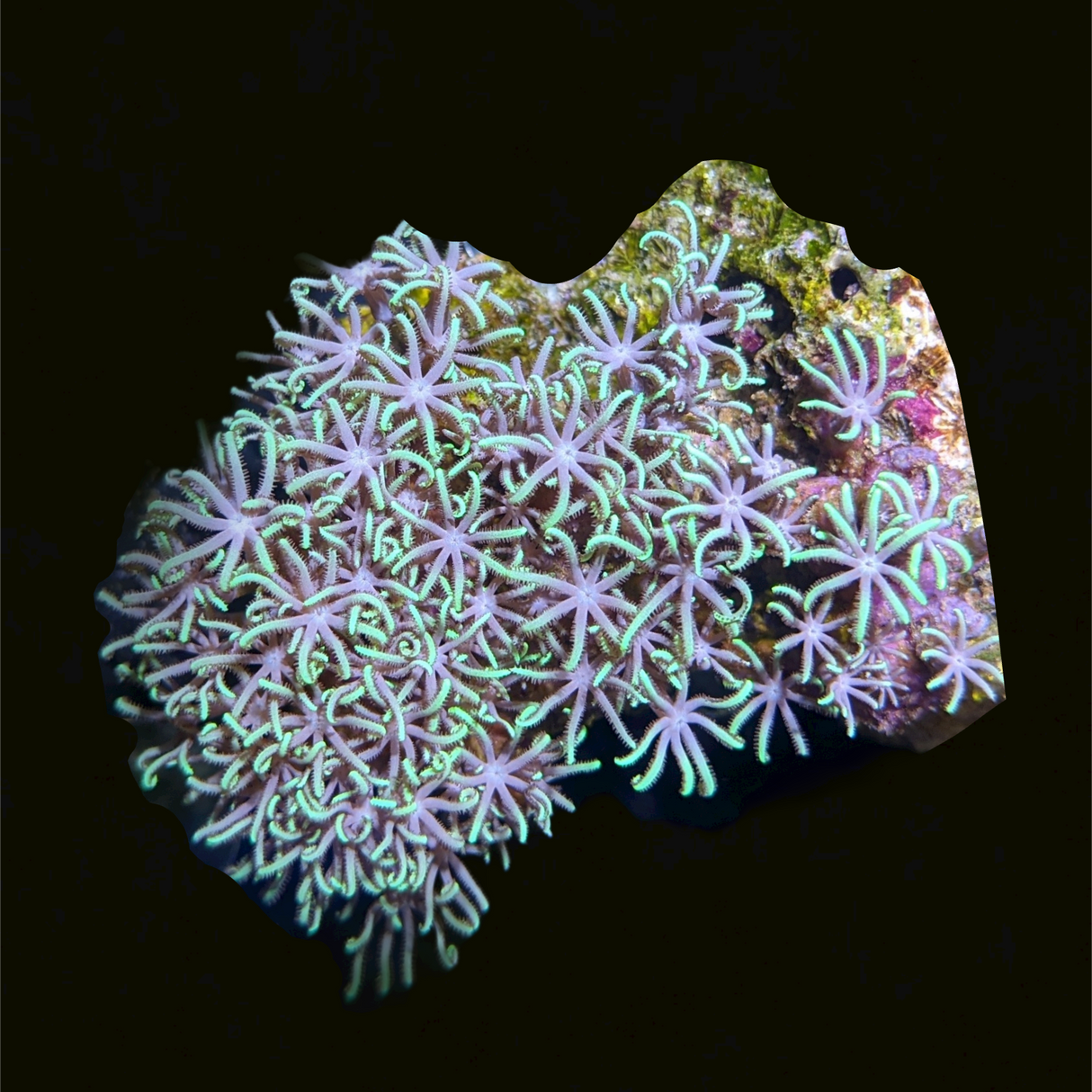 Mini Colony Star Polyps