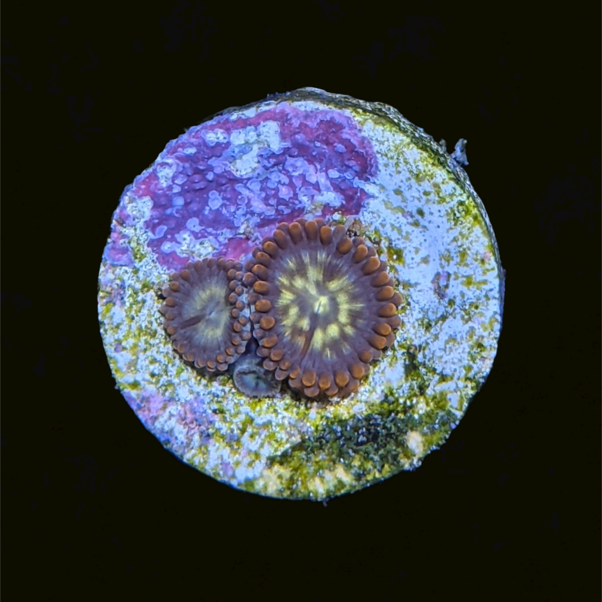 Zoa Frag