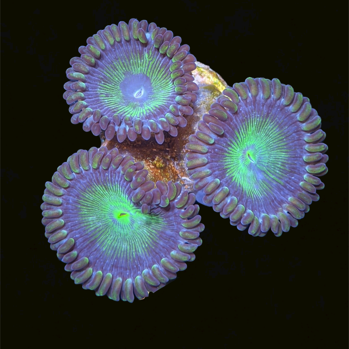 Green People Eater Zoa Frag (UK Grown)