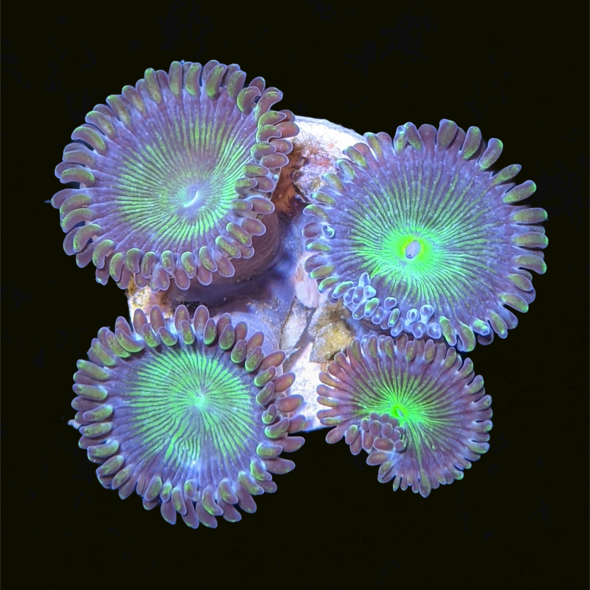 Green People Eater Zoa Frag (UK Grown)