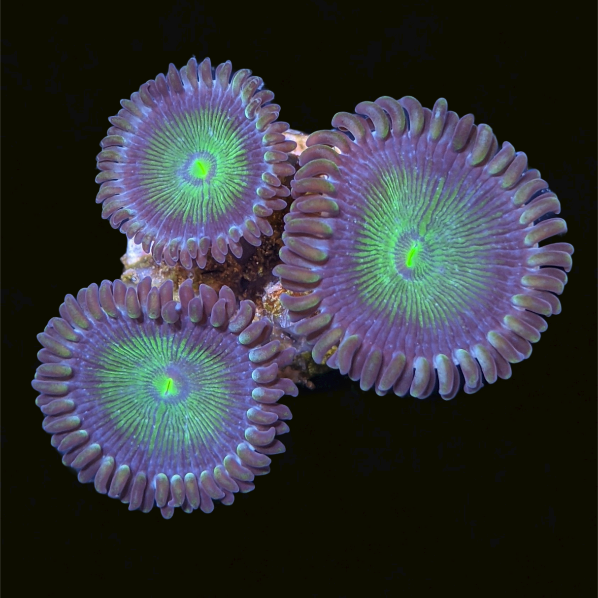 Green People Eater Zoa Frag (UK Grown)