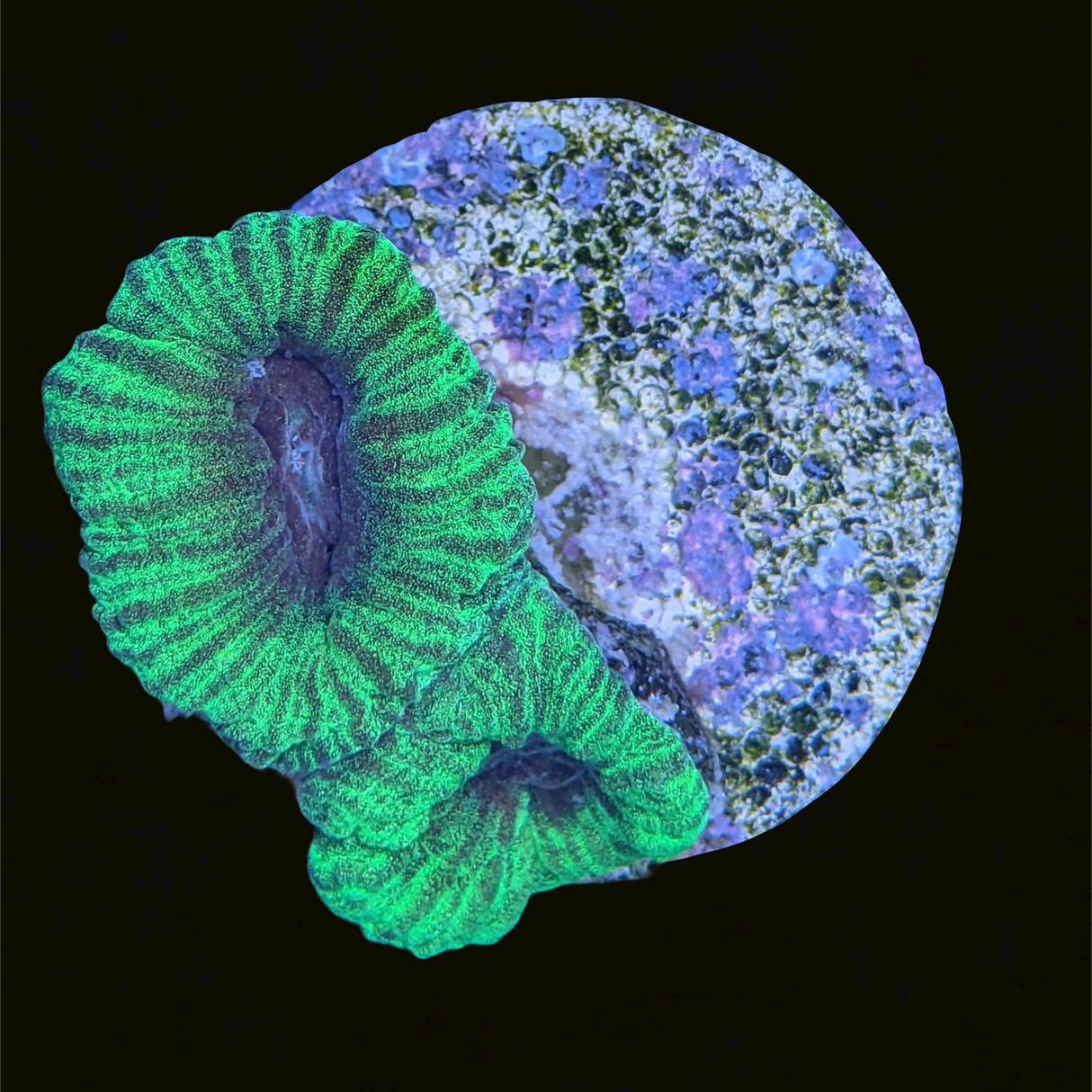 Green / Purple Favia