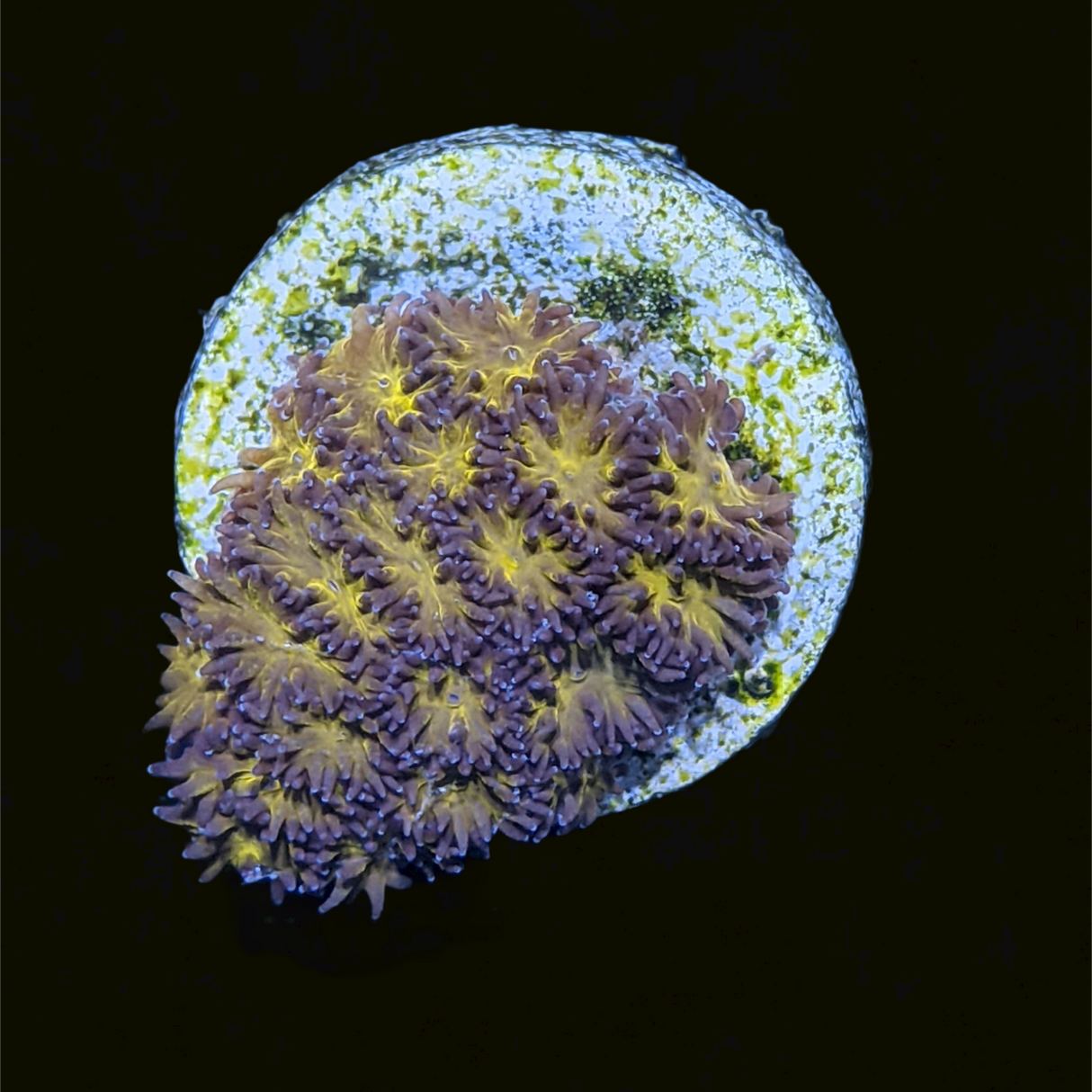 Orange Leptastrea Frag (UK Grown)