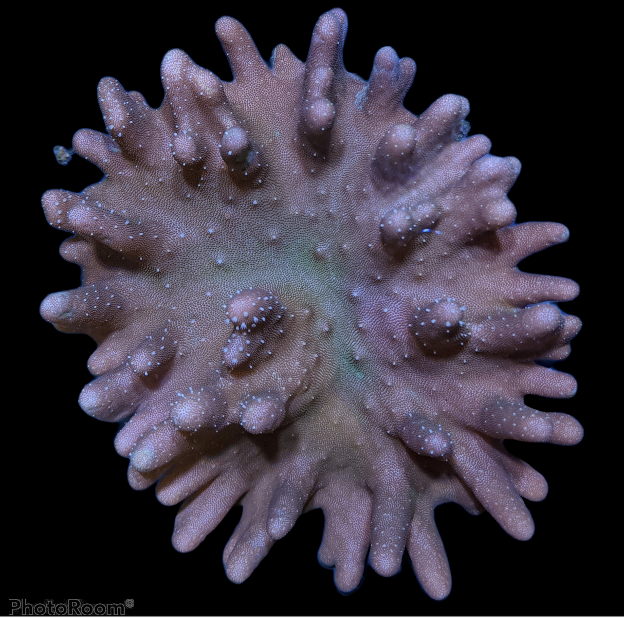Lobophytum Colony