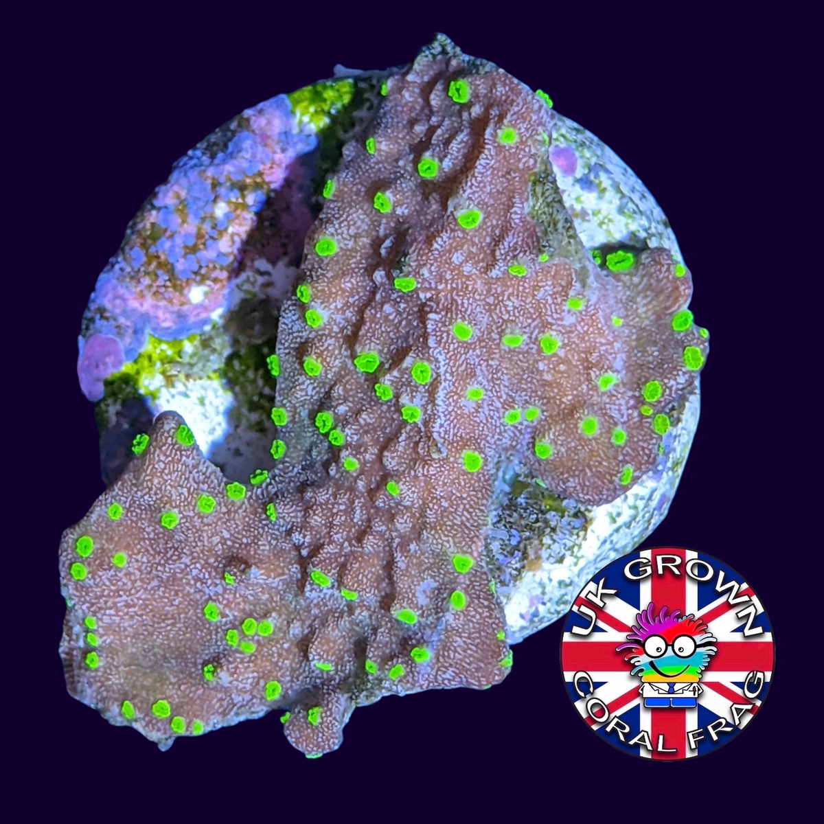 Hirsuta Montipora (UK Grown)