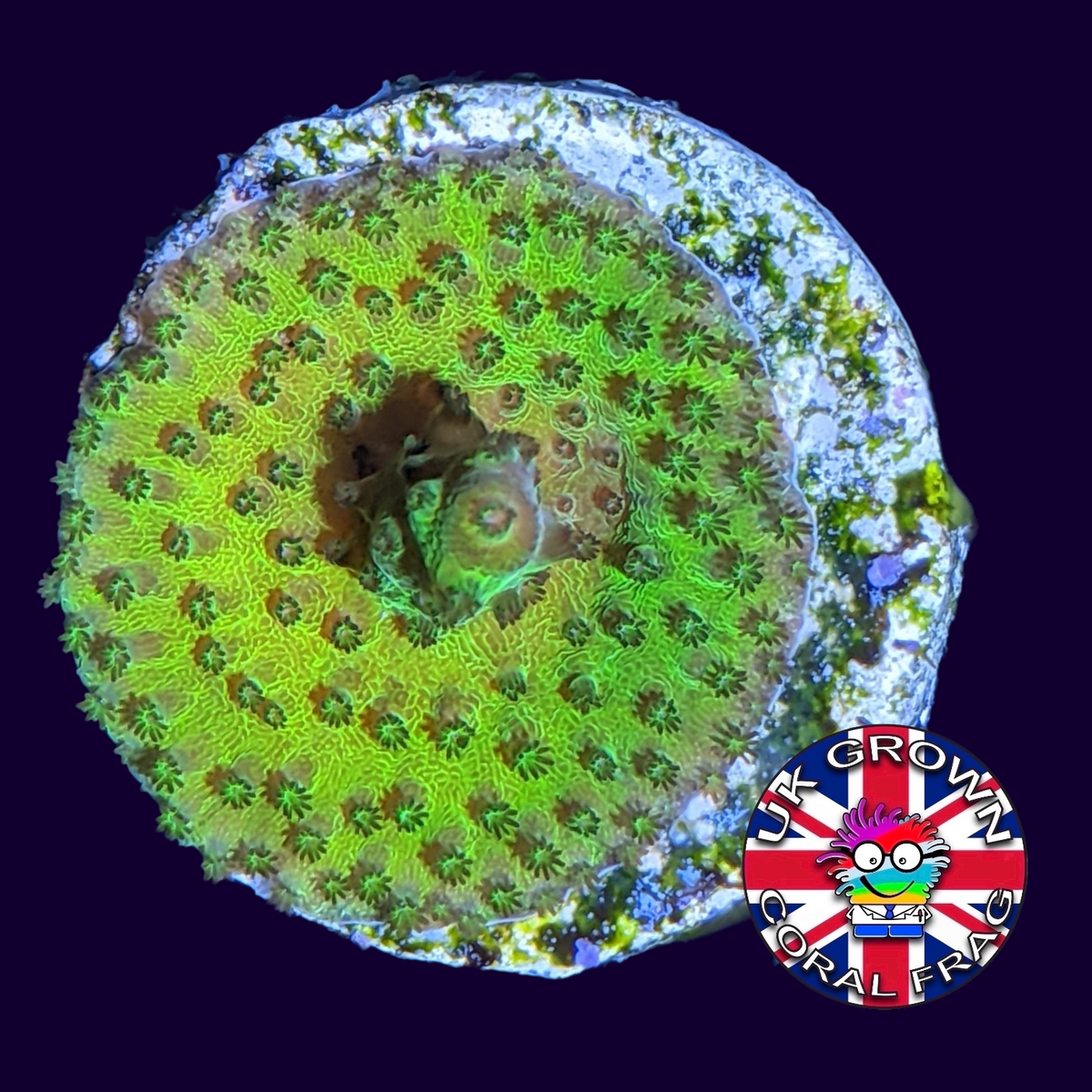 Acropora Frag (UK Grown)