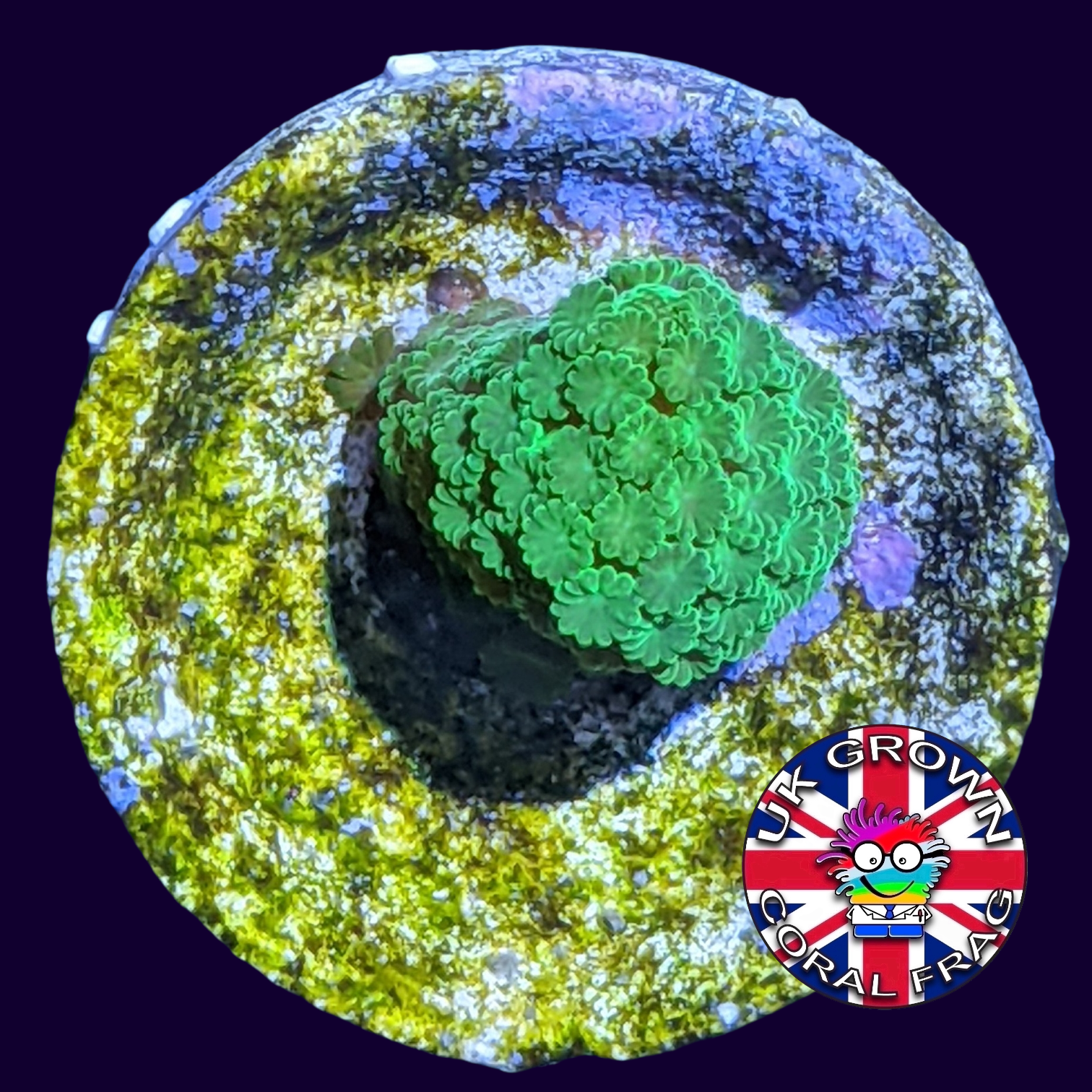 Green Montipora digitata (UK Grown)