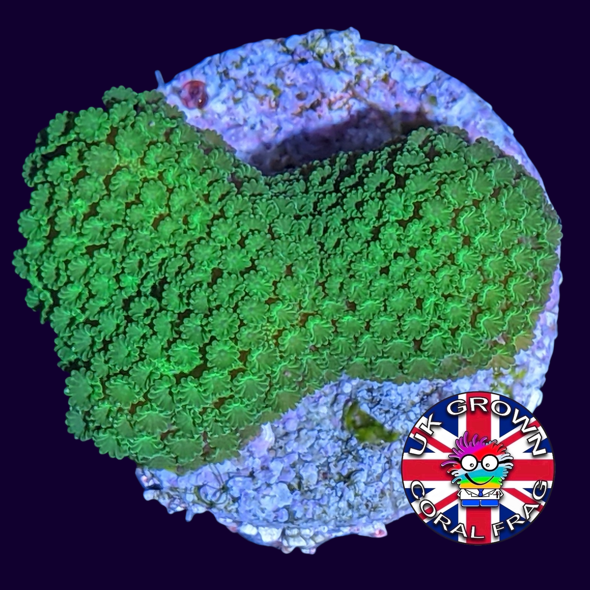 Green Montipora digitata (UK Grown)