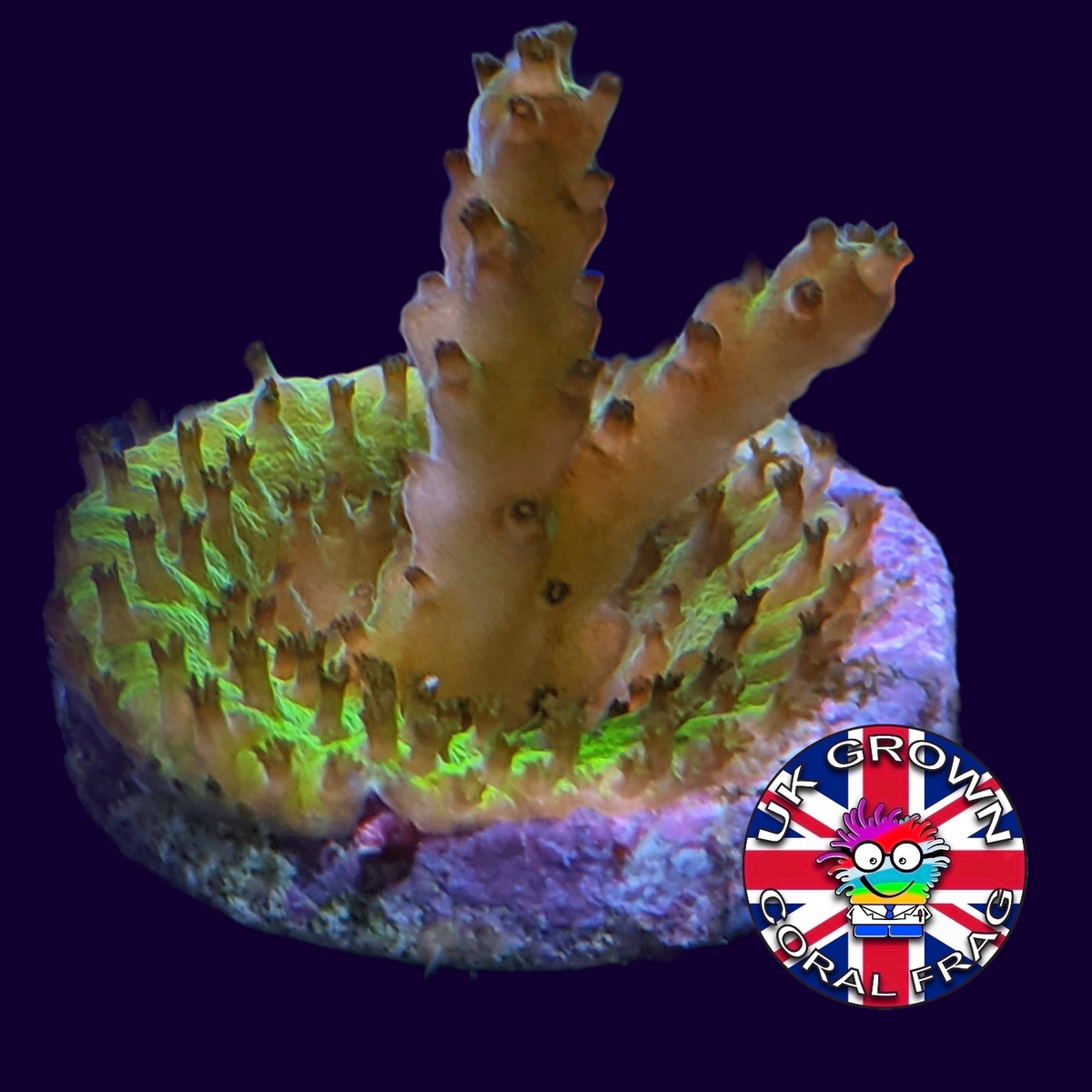 Acropora Frag (UK Grown)