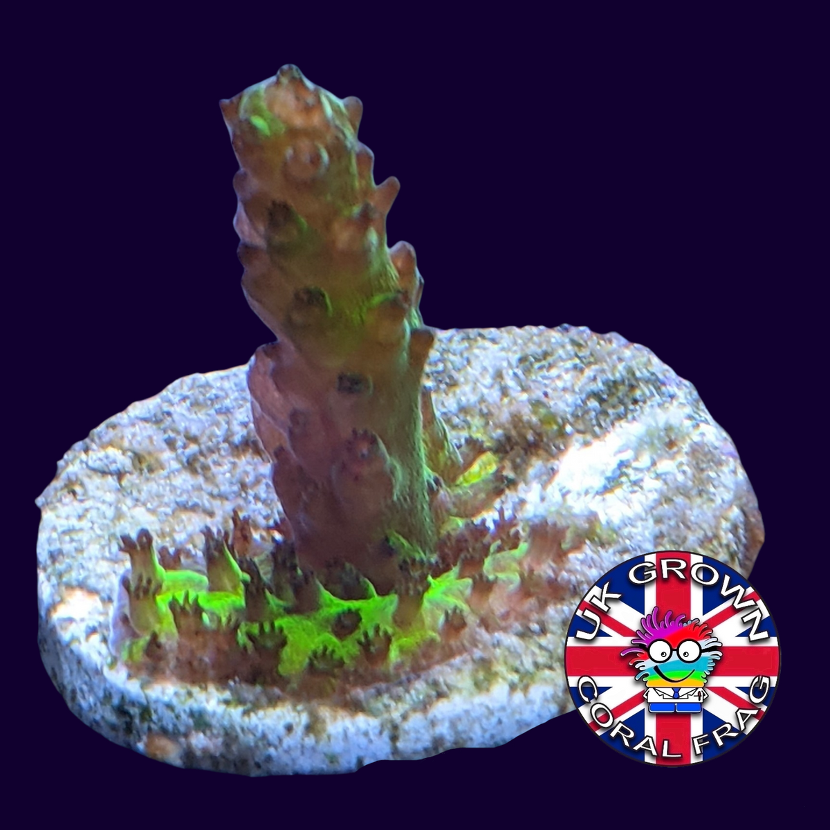 Acropora Frag (UK Grown)