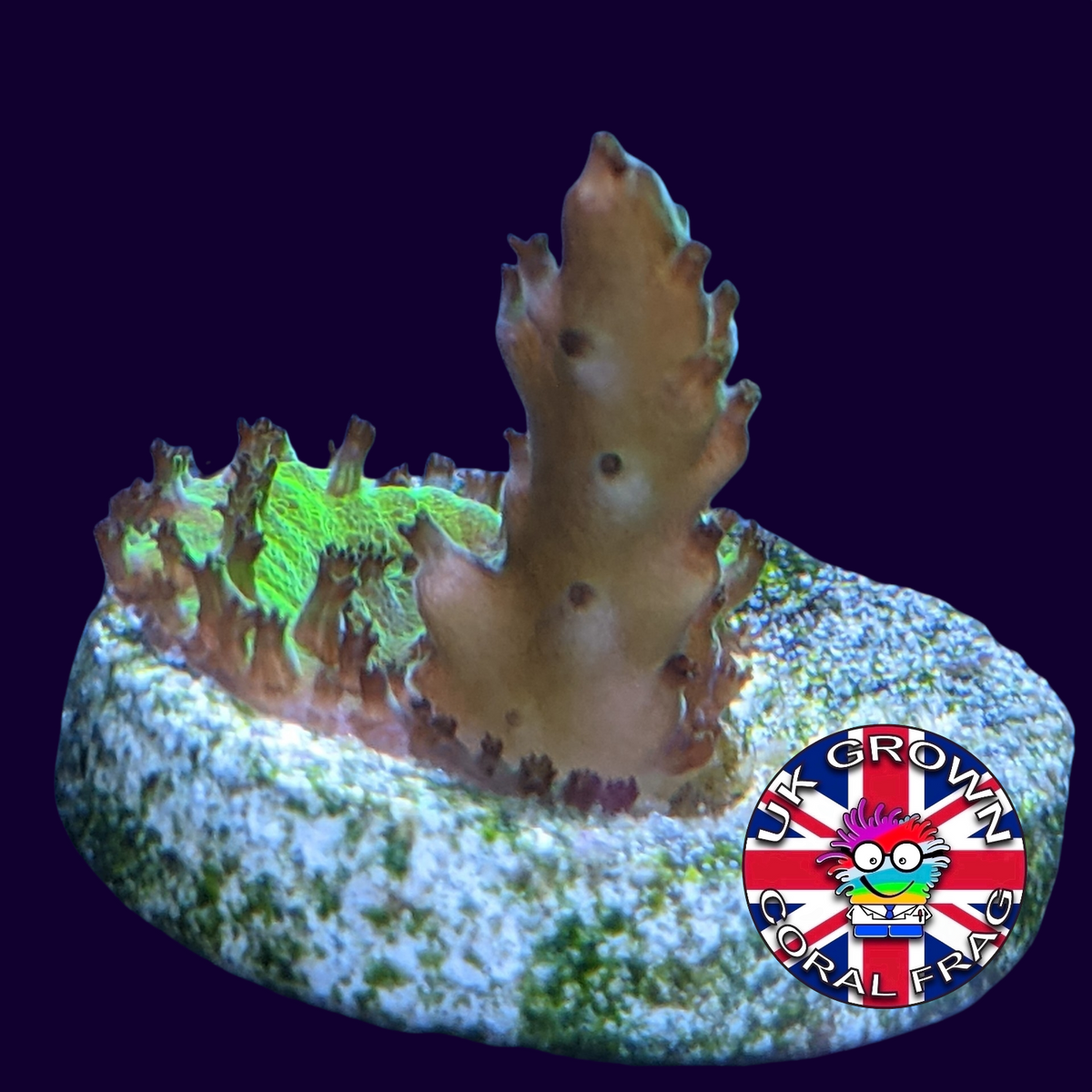 Acropora Frag (UK Grown)