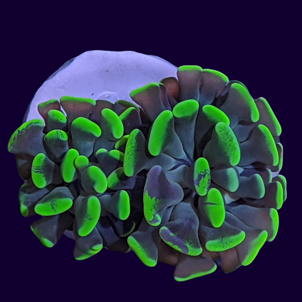 2 Head Small Hammer Frag