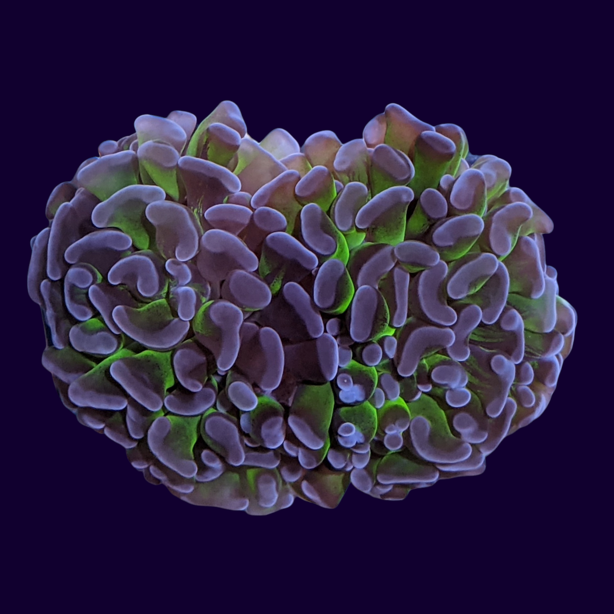 2 Head Small Hammer Frag