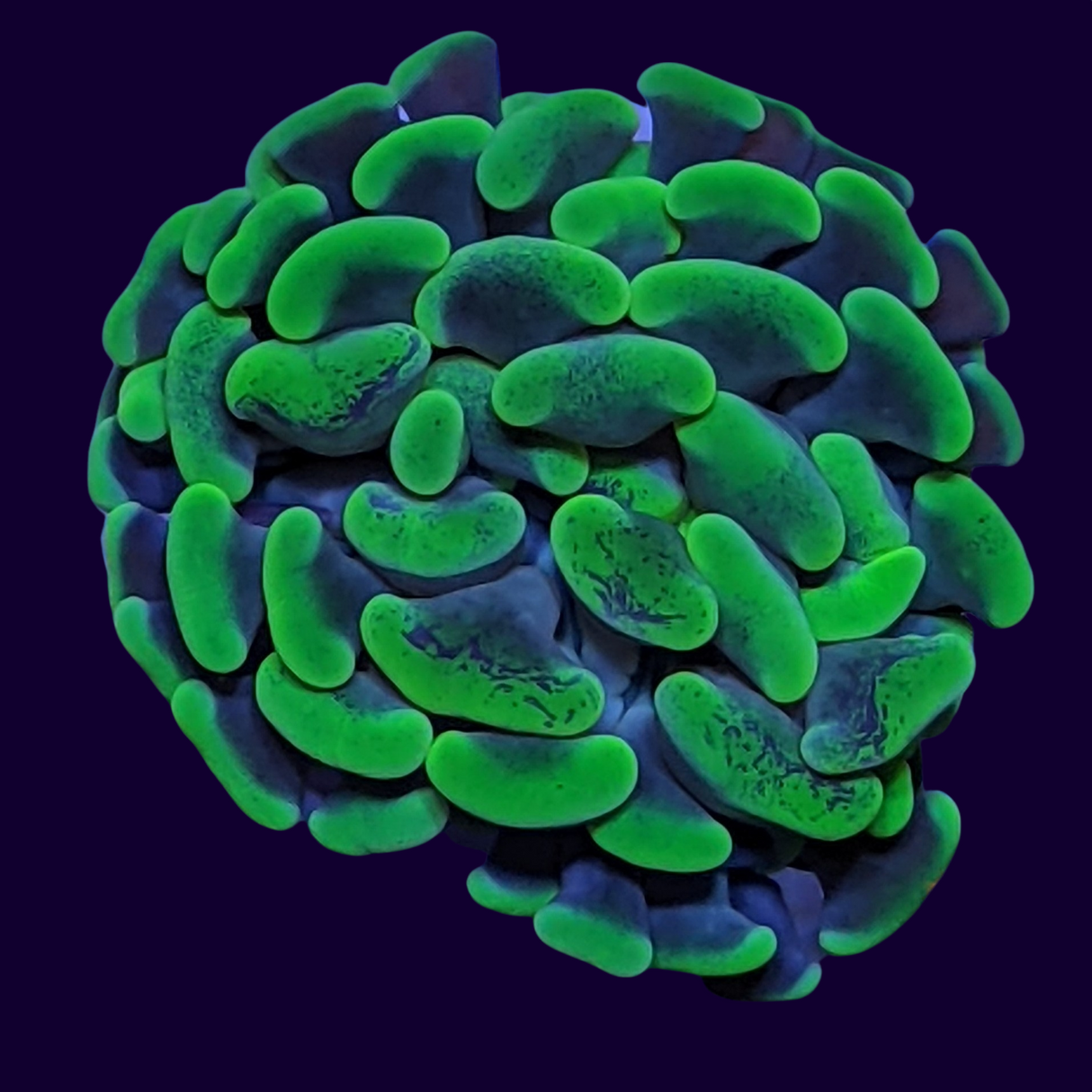 1 Head Small Hammer Frag