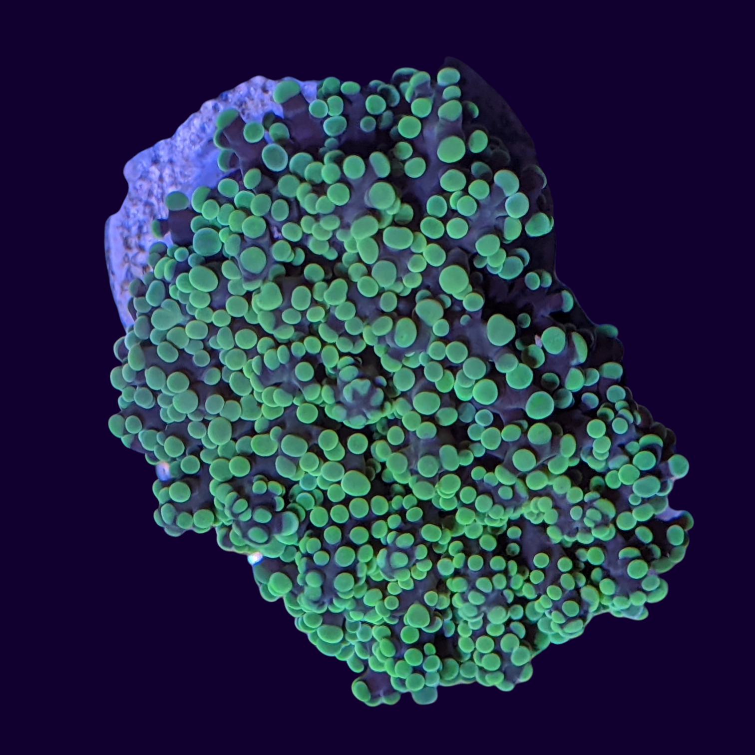 Frogspawn Frag – thecoralcentre