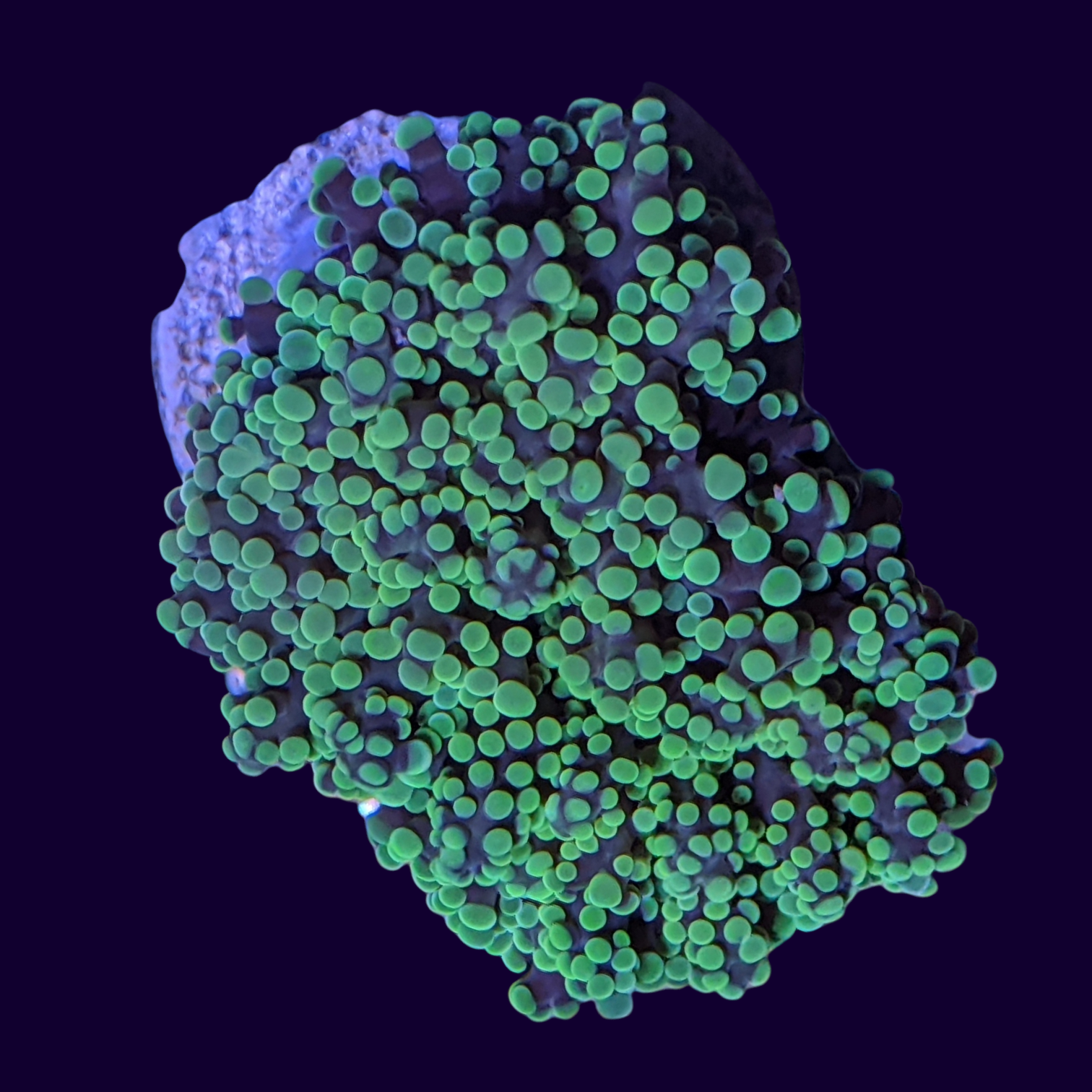 Frogspawn Frag