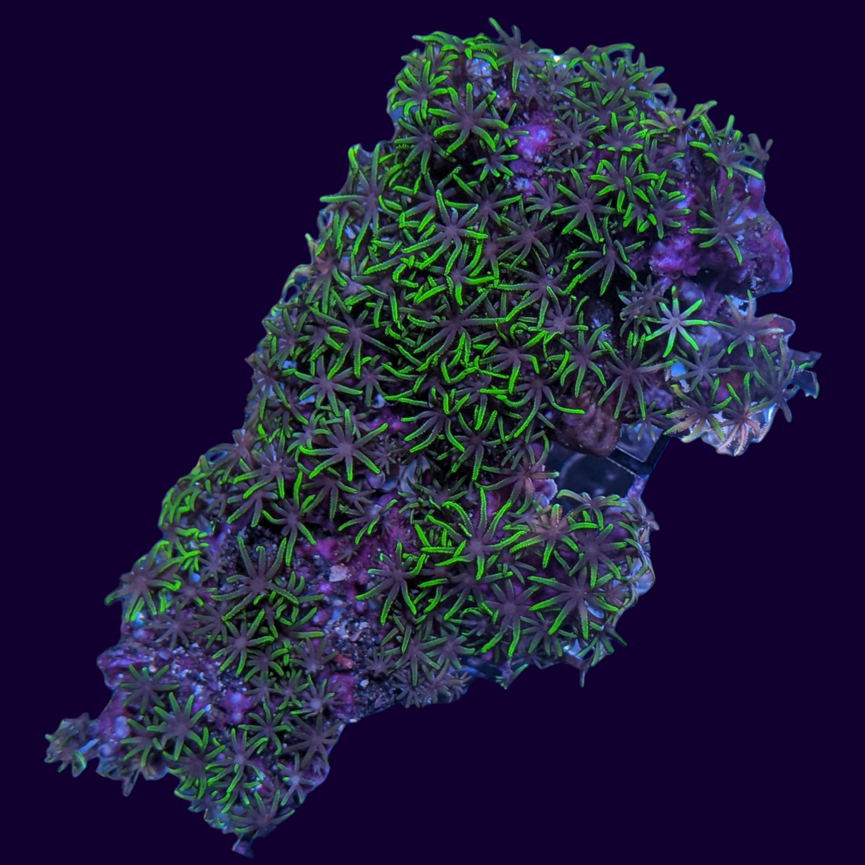 Star Polyps