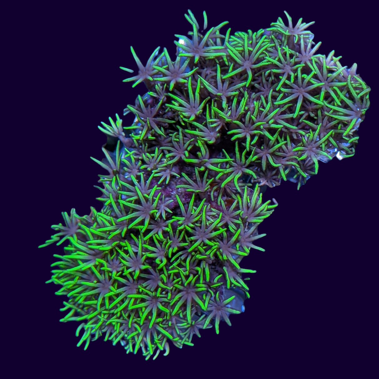 Star Polyps