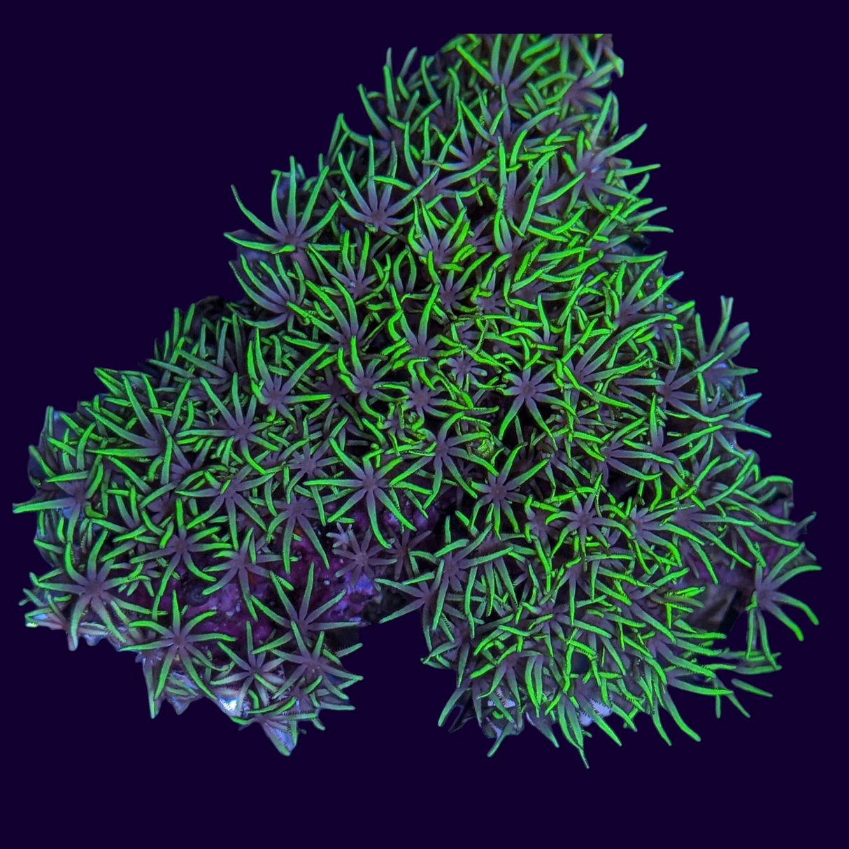 Star Polyps