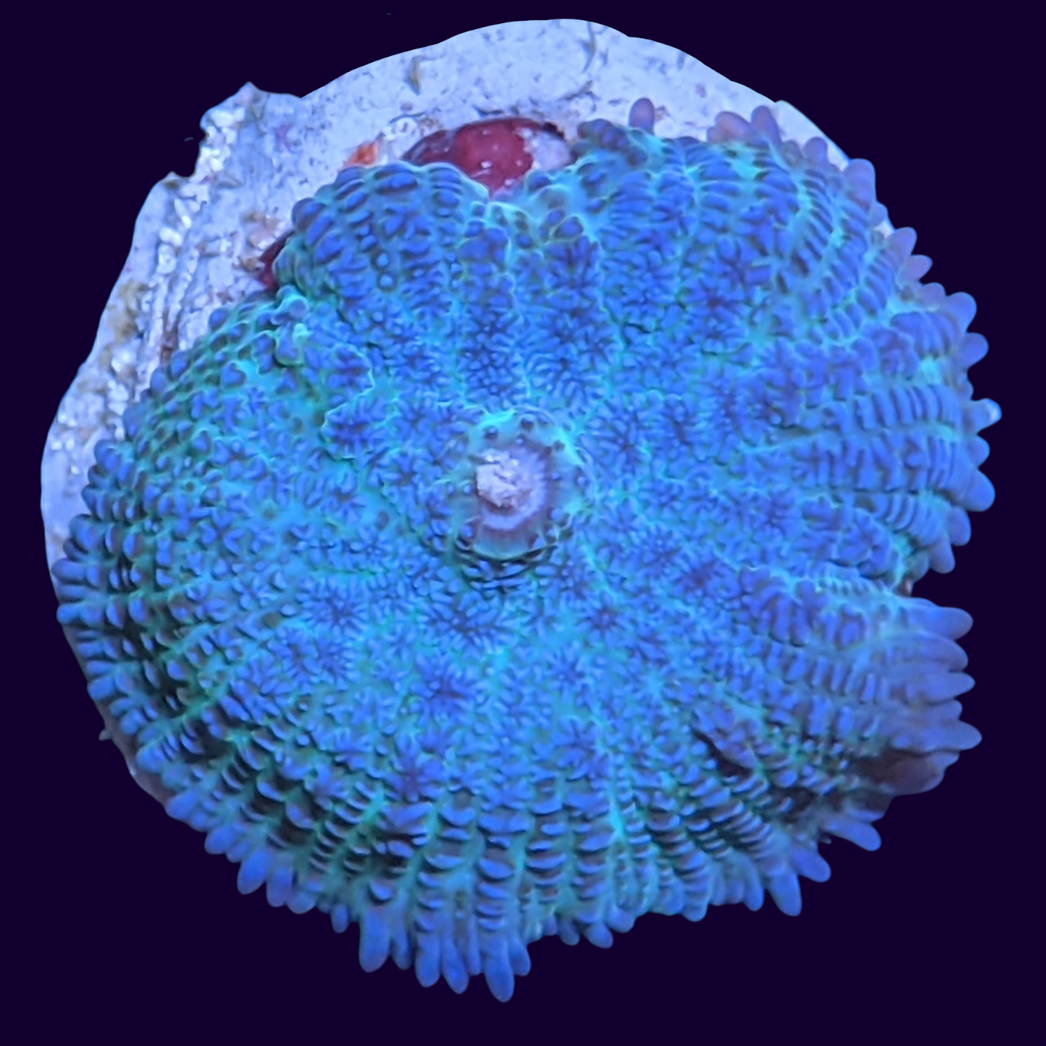 Blue Rhodactis Mushroom