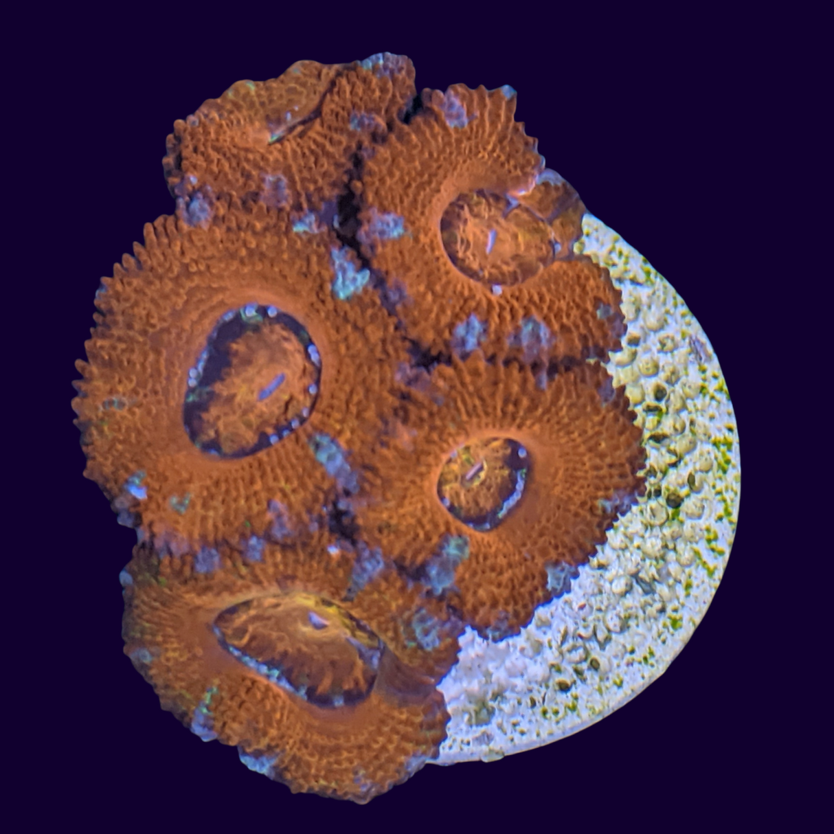 Acanthastrea Lordhowensi