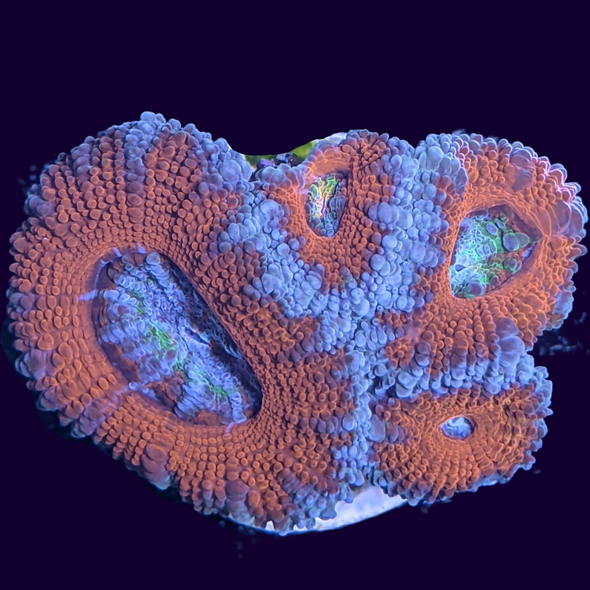 Acanthastrea Lordhowensi