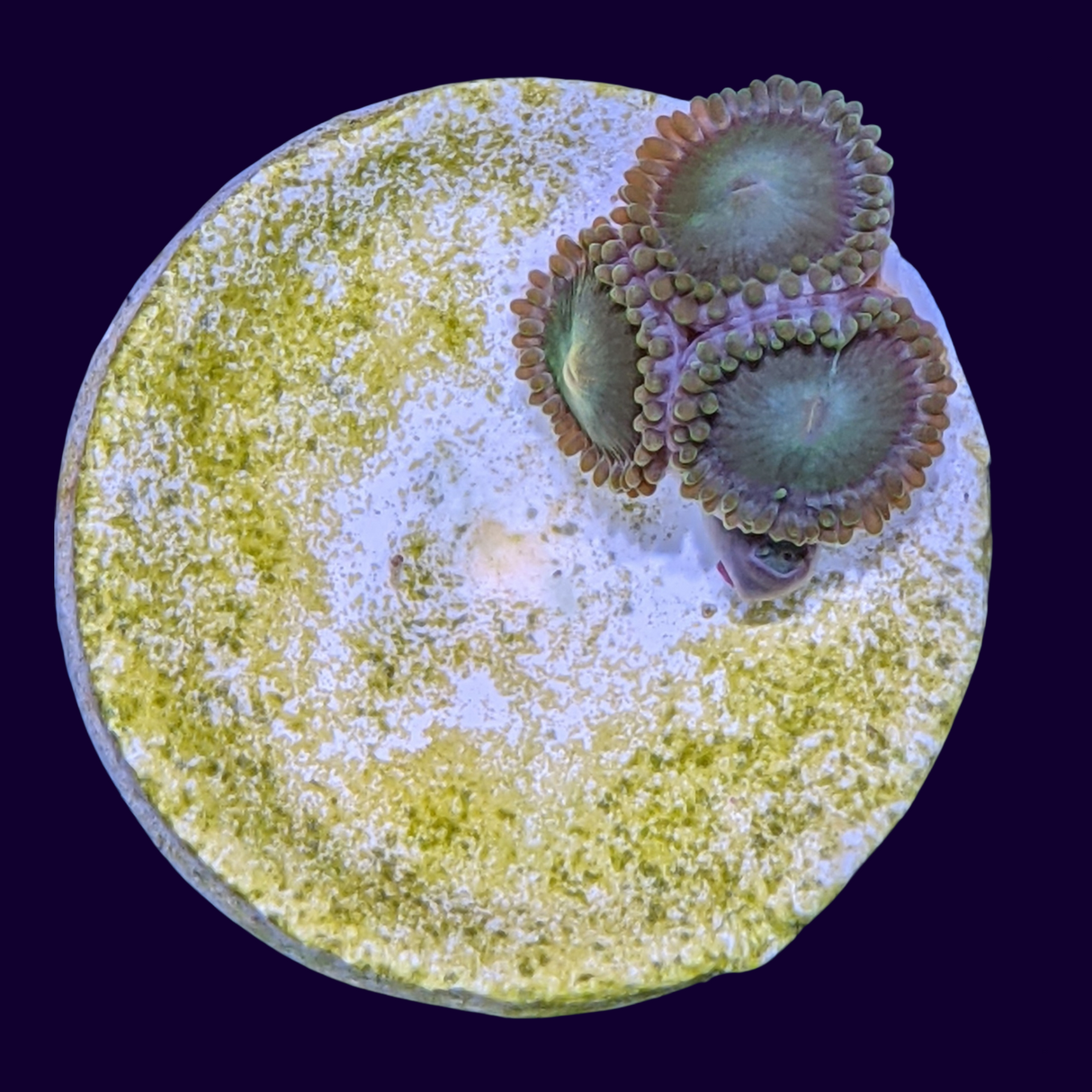 Aussie Green Zoa Frag