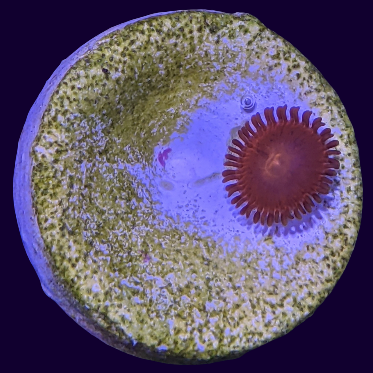 Aussie Red Zoa Frag