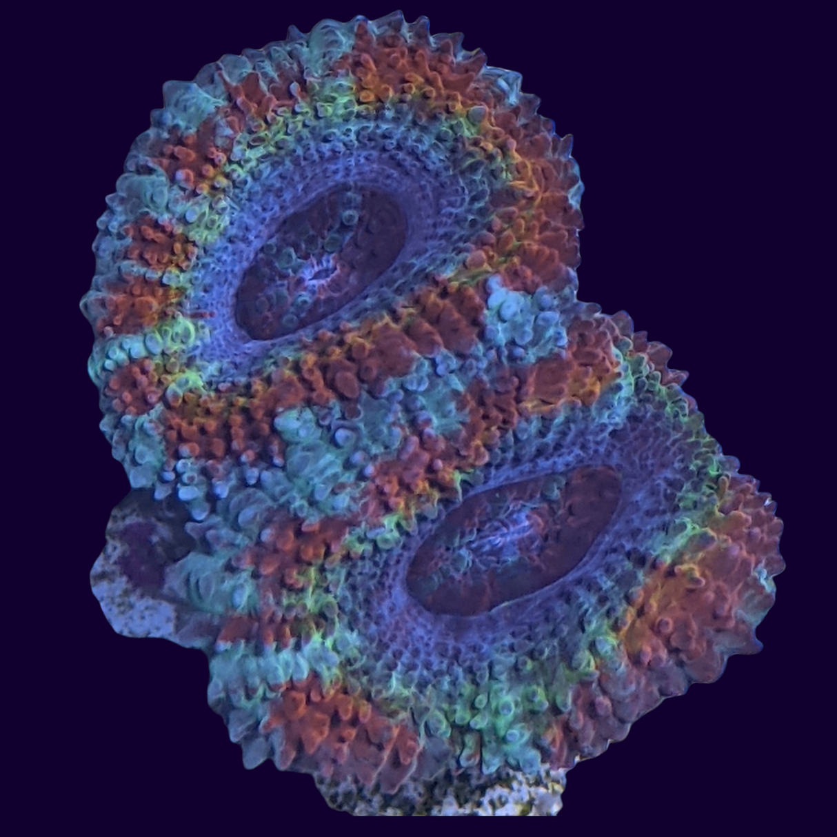 Acanthastrea Lordhowensi