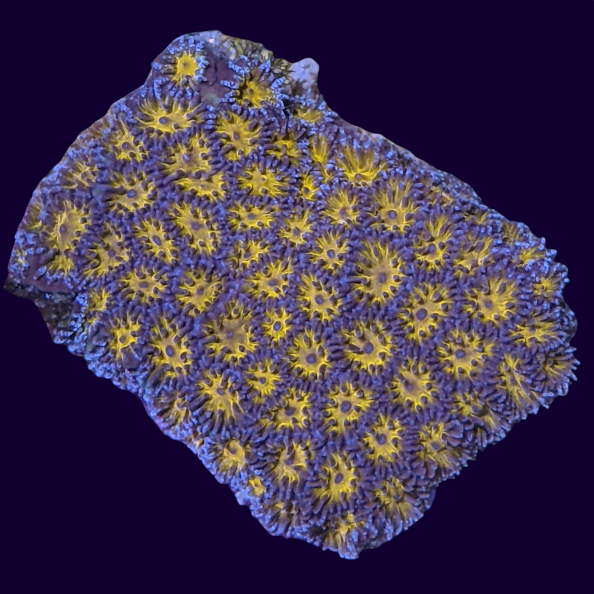 Orange Leptastrea Frag