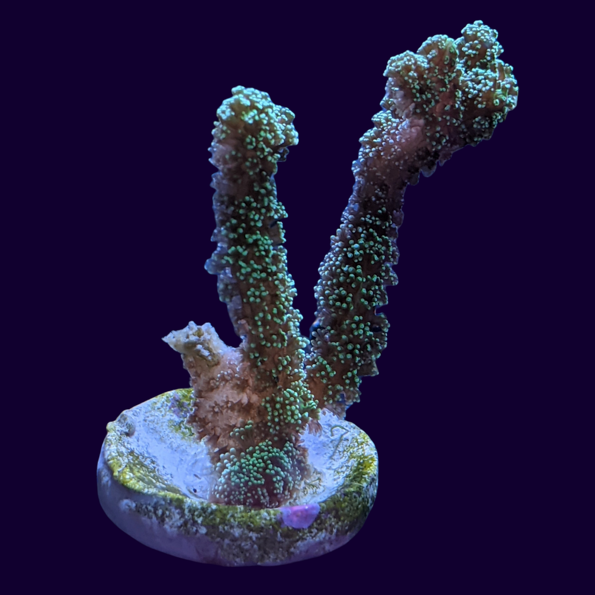 Green Seriatopora (UK Grown)