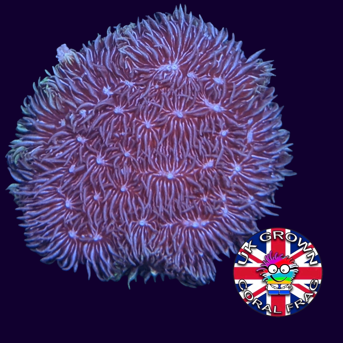 Deep Purple Pavona (UK Grown)