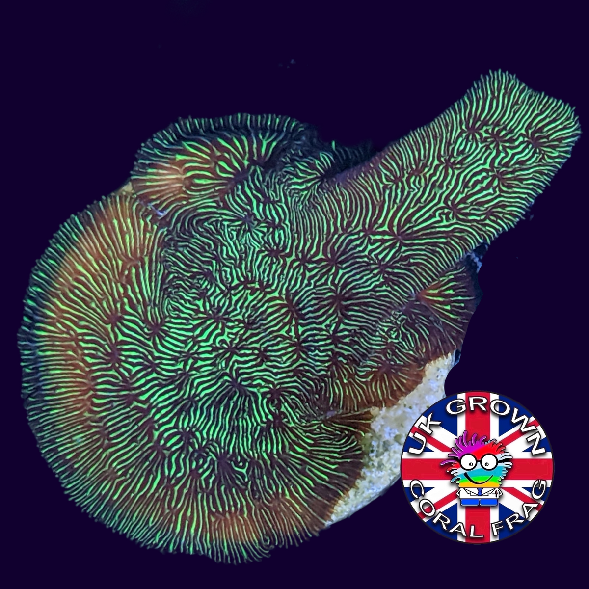 Metallic Green Pavona (UK Grown)