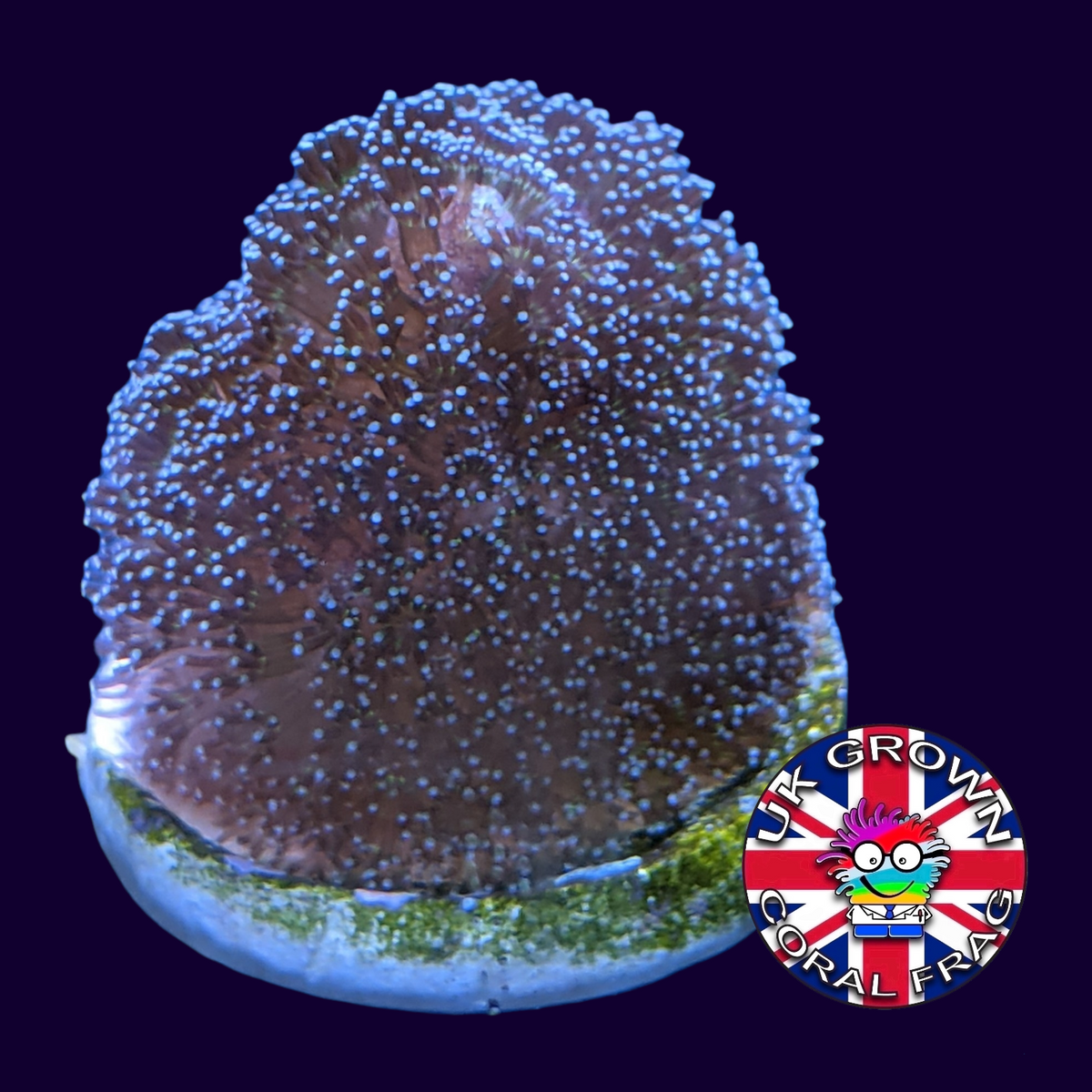 Stylophora Pistillata (UK Grown)