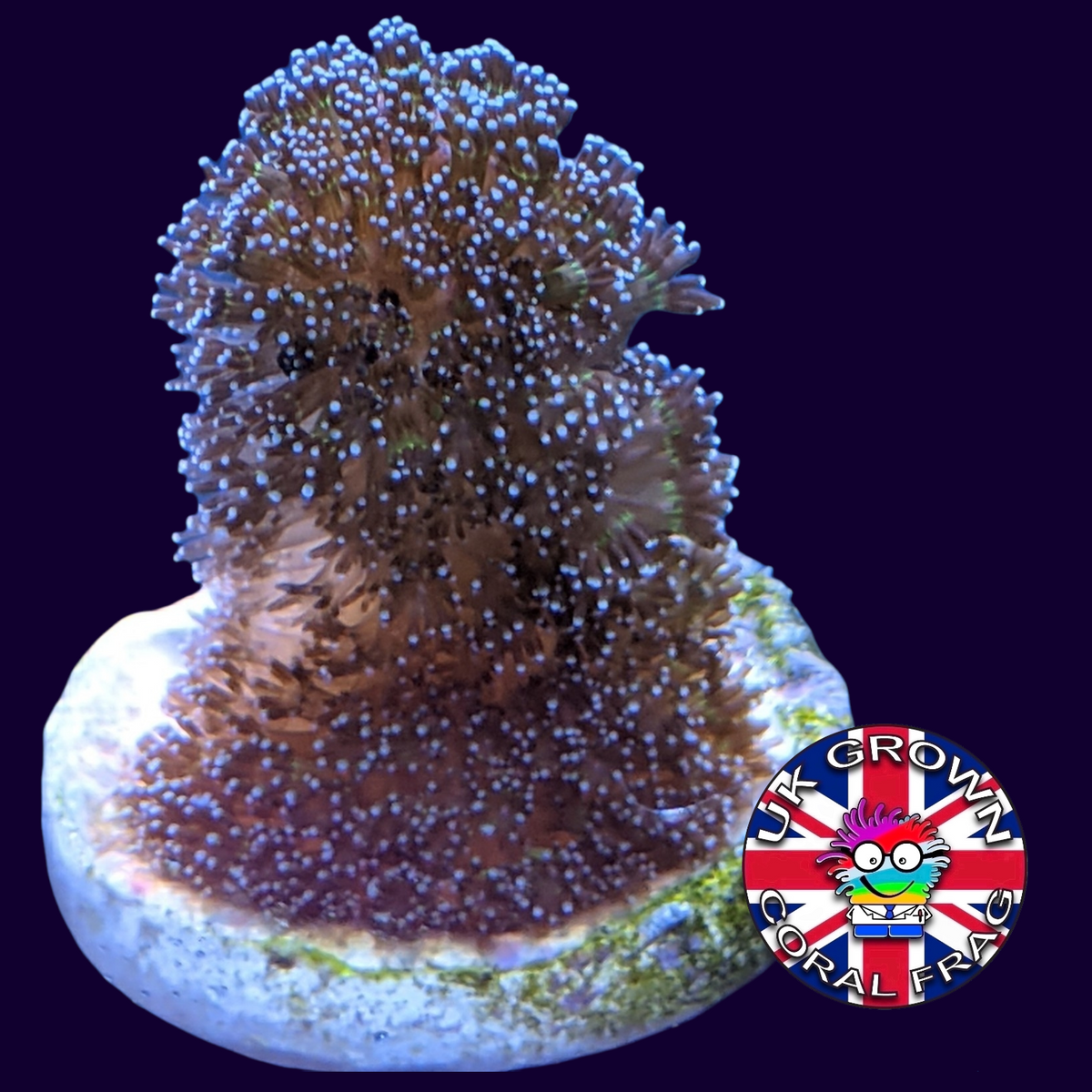 Stylophora Pistillata (UK Grown)