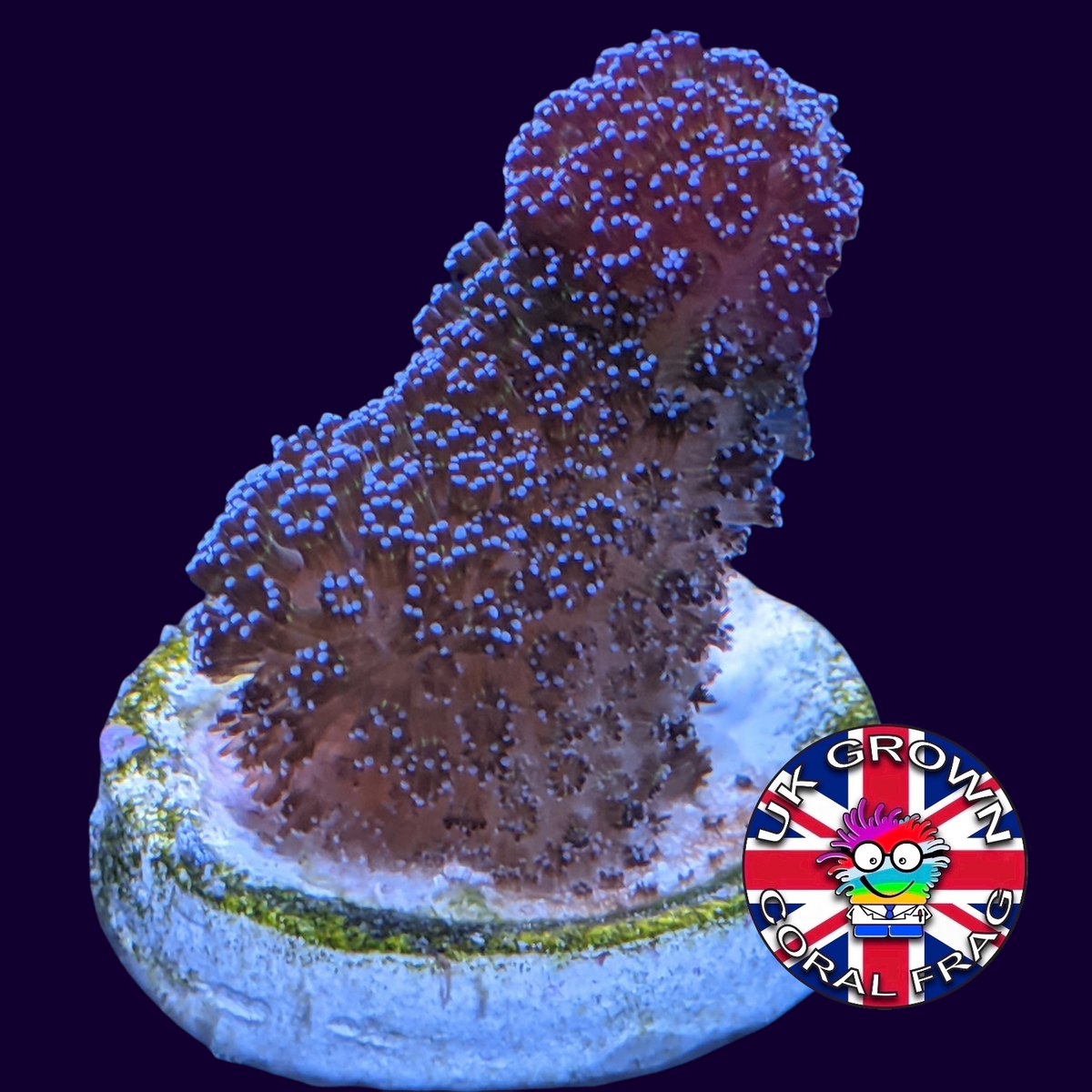Stylophora Pistillata (UK Grown)