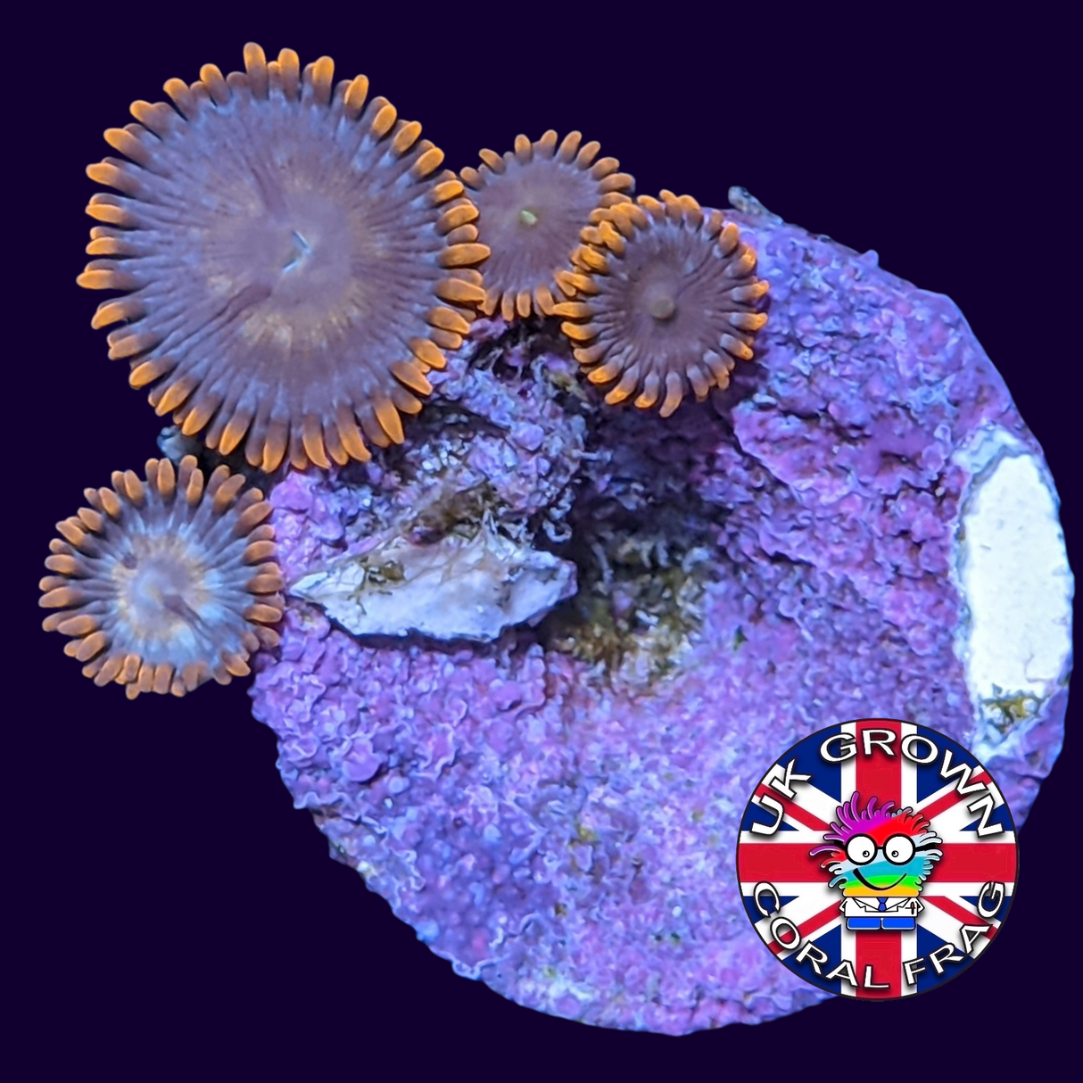 Forget Me Not Zoa Frag (UK Grown)