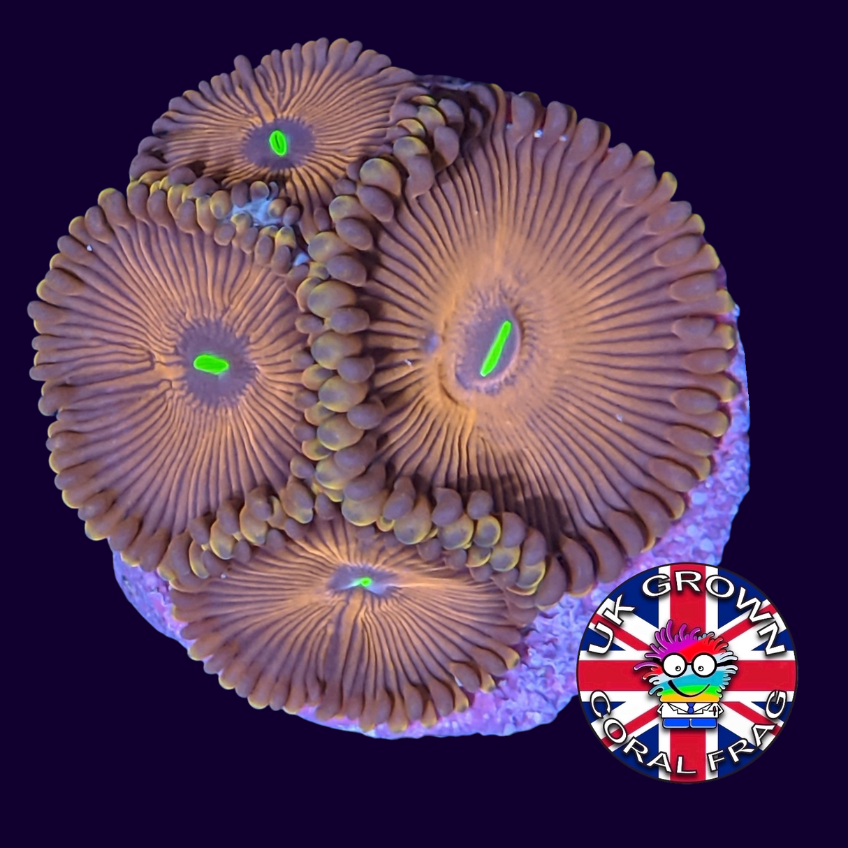 Red People Eater Zoa Frag (UK Grown)