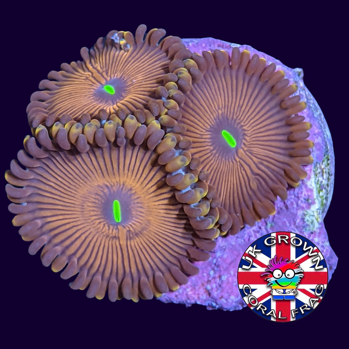 Red People Eater Zoa Frag (UK Grown)