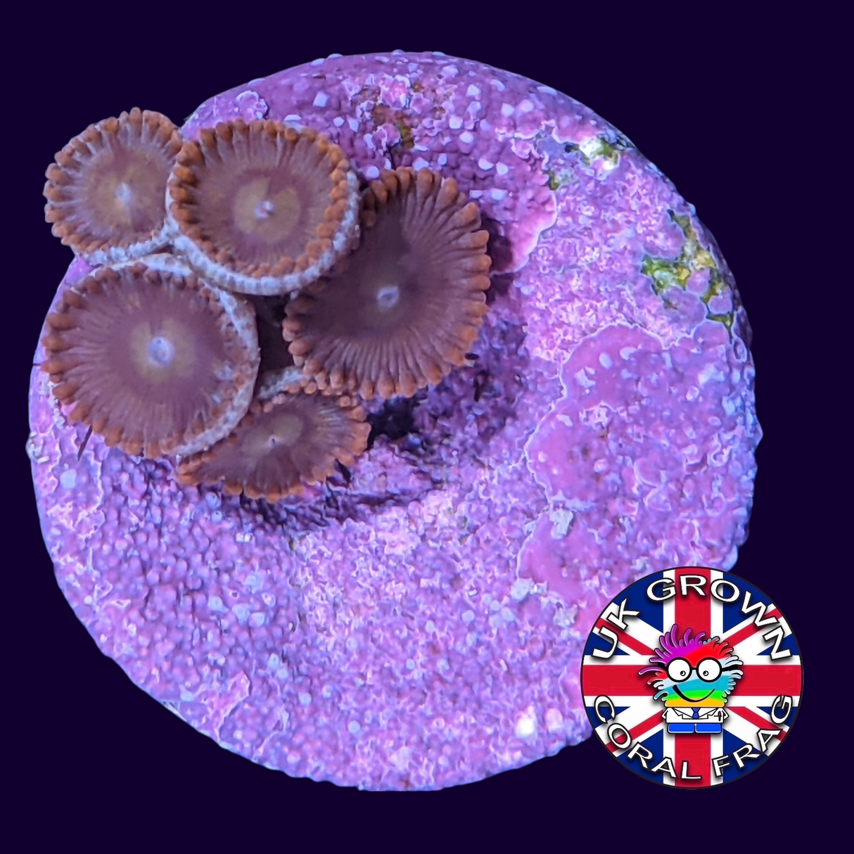 Chocolate Orange Zoa Frag (UK Grown)