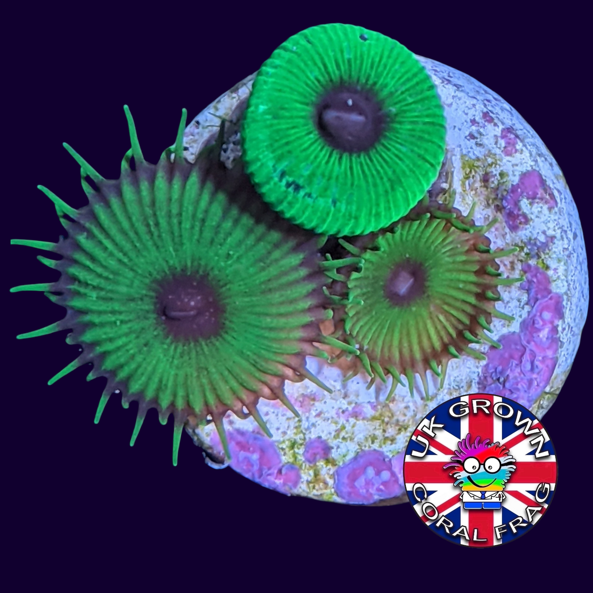 Green Paly Zoa Frag (UK Grown)