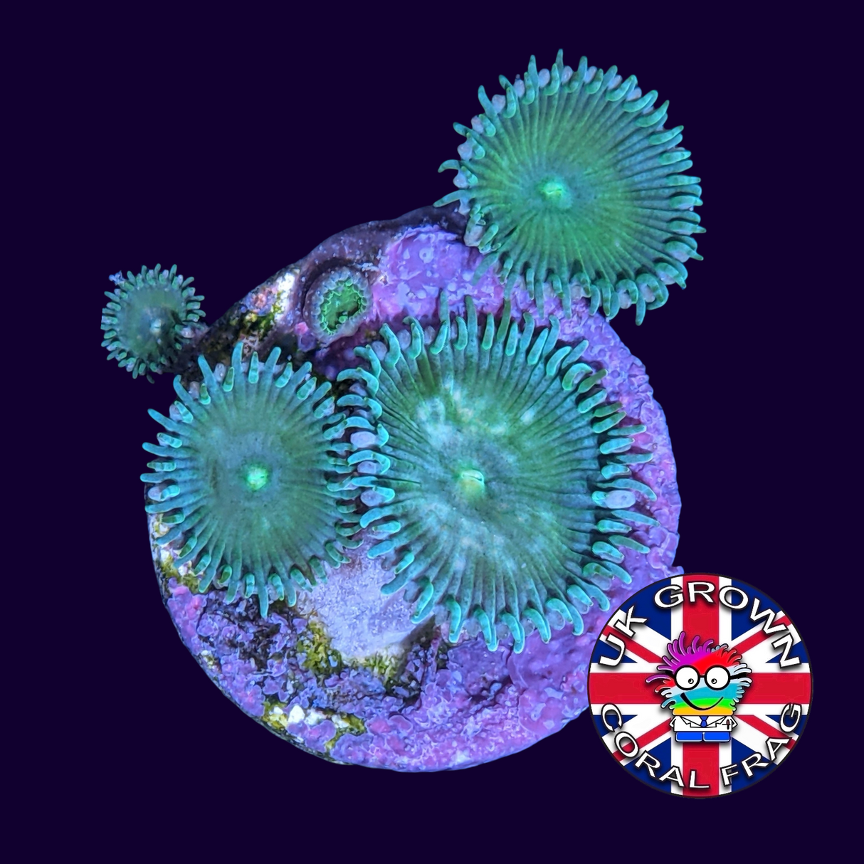 Green Paly Zoa Frag (UK Grown)